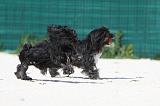 PETIT CHIEN LION 183